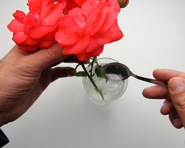Как дольше сохранить срезанные розы в воде?