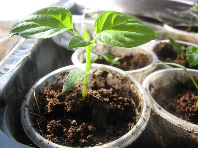 Выращивание рассады болгарского перца в домашних условиях