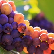 Как прищипывать виноград видео