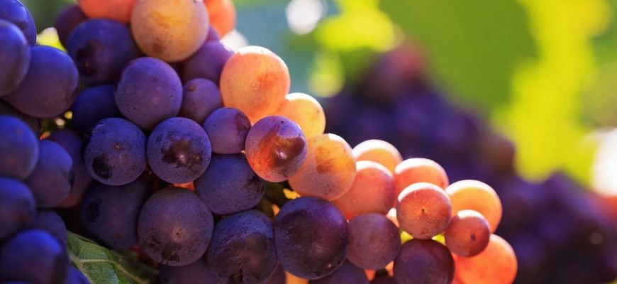 Как прищипывать виноград видео