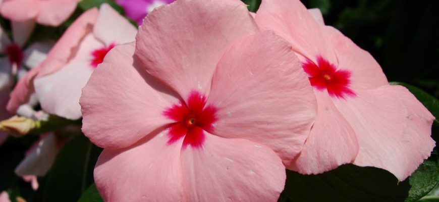 Катарантус фото цветов