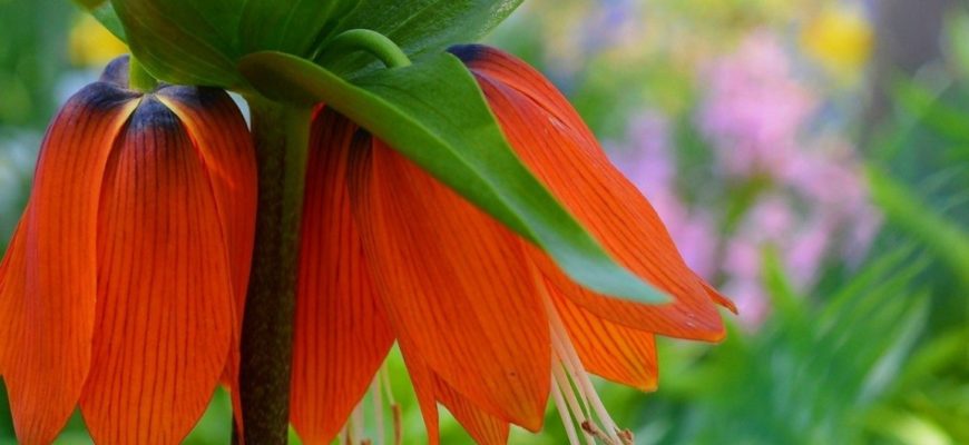 Рябчик императорский фото цветок
