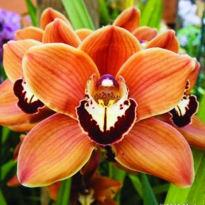 Орхидея «Цимбидиум»: фото, уход в домашних условиях
