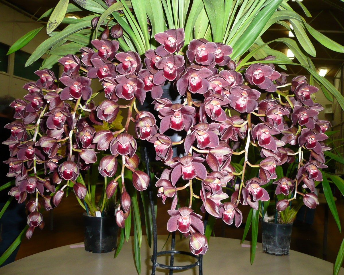 Орхидея "Цимбидиум": фото, уход в домашних условиях
