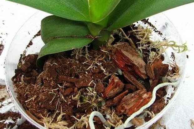 Орхидея "Цимбидиум": фото, уход в домашних условиях