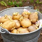 Чем обработать картофель от проволочника перед посадкой