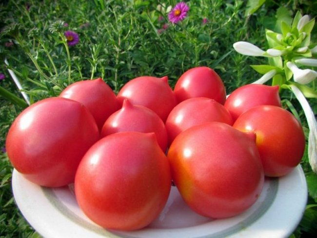 Когда садить томаты на рассаду в 2018 году по лунному календарю