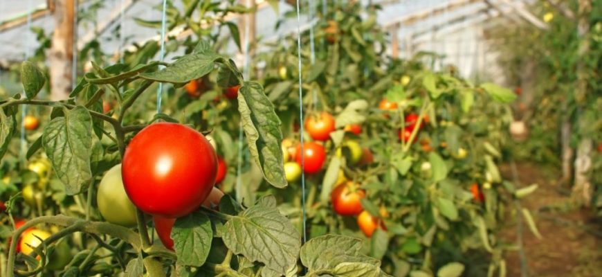 Как часто нужно поливать в теплице помидоры