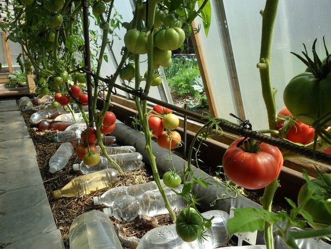 Как часто нужно поливать в теплице помидоры