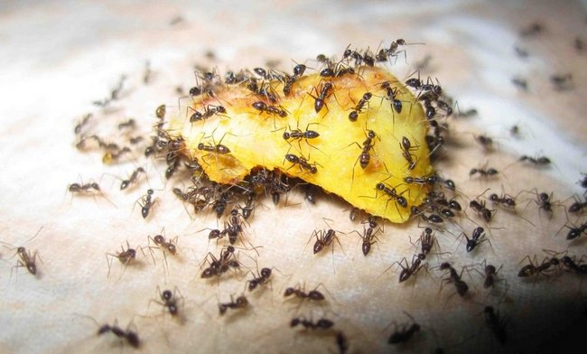 Как навсегда избавиться от муравьев в доме