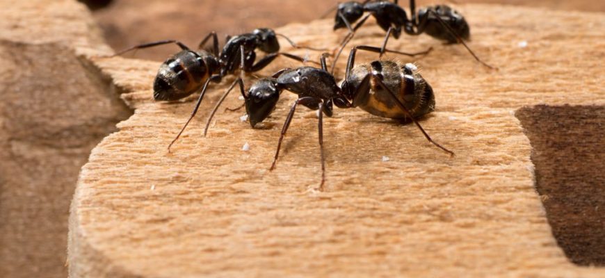 Как навсегда избавиться от муравьев в доме