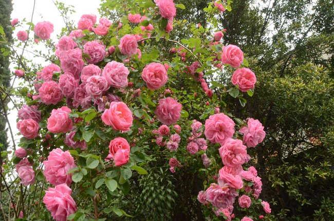 Старинные сорта французских роз