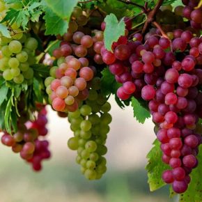 Болезни винограда: фото и чем лечить?