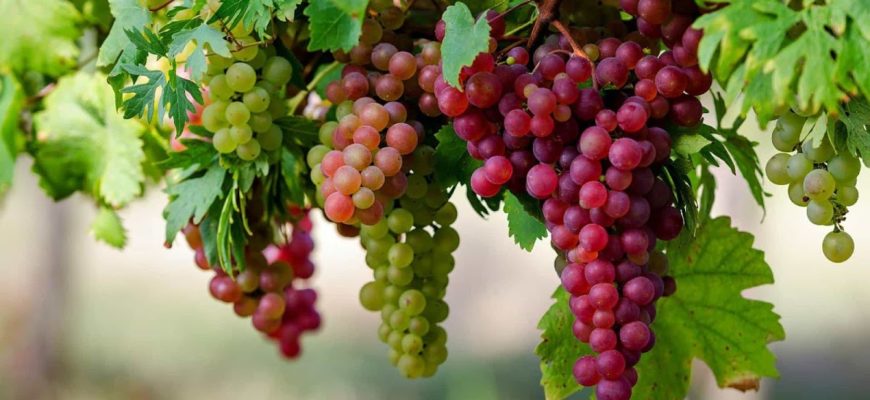 Болезни винограда фото и чем лечить