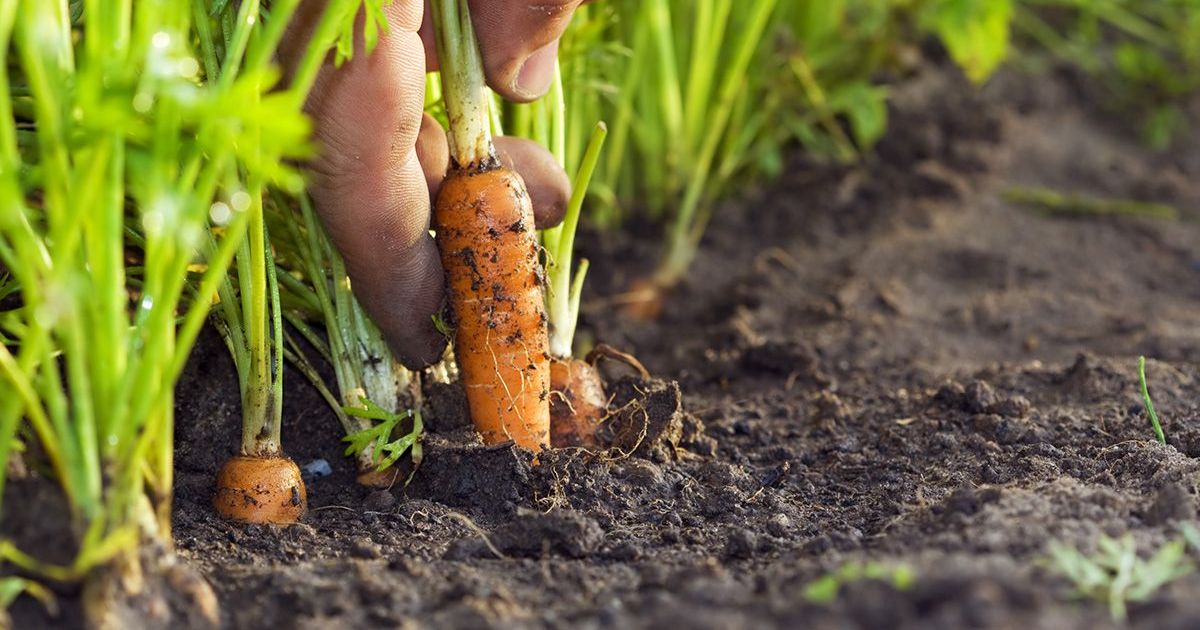 Чем подкормить морковь после прореживания
