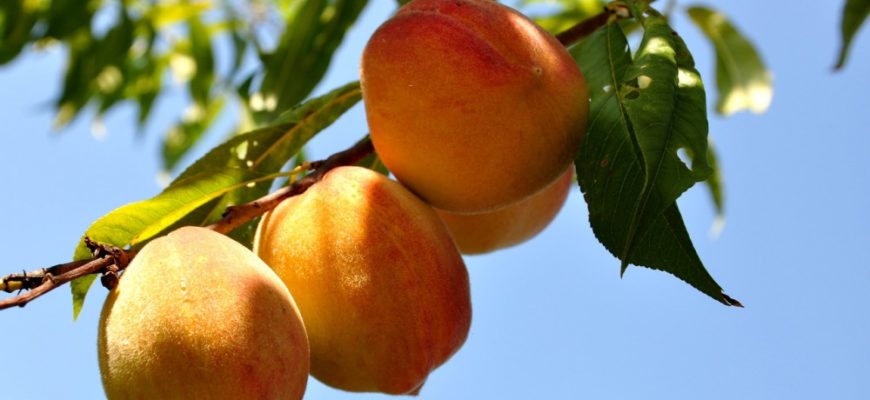 Чем подкормить персик после цветения