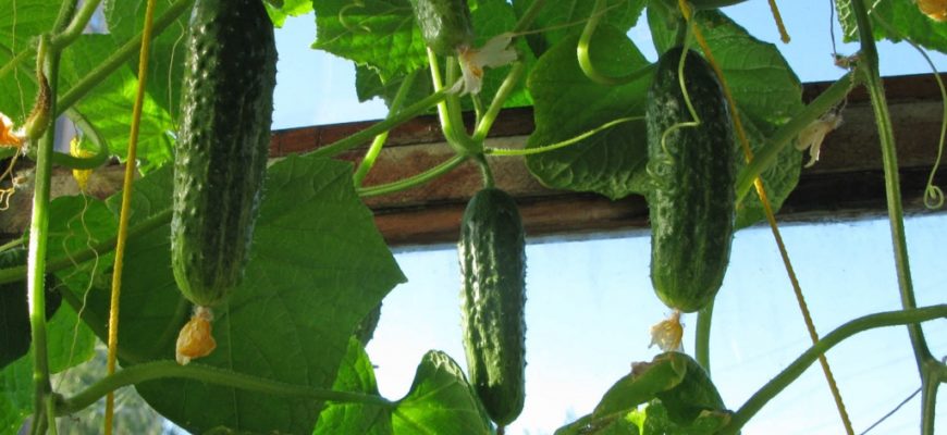 Огурцы на балконе выращивание пошагово с фото в пластиковых бутылках