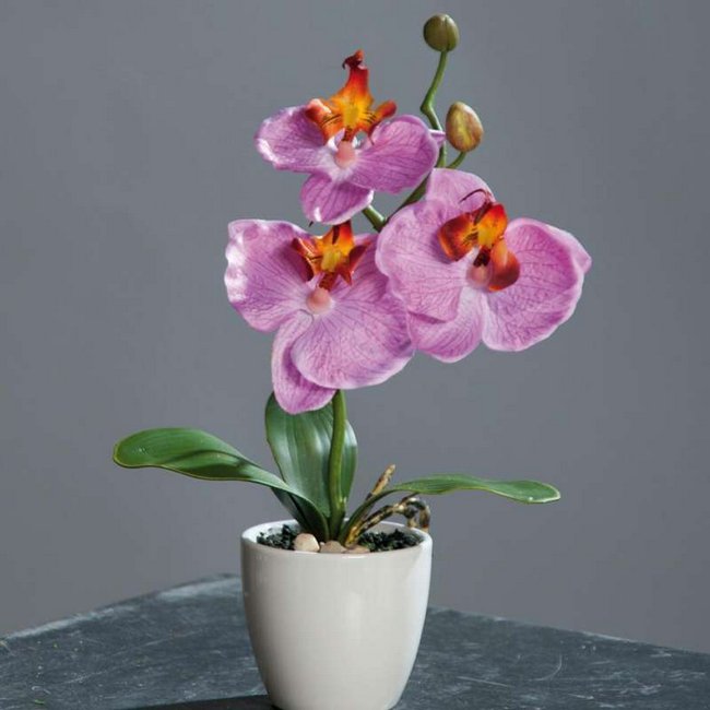 Орхидея Фаленопсис размножение в домашних условиях