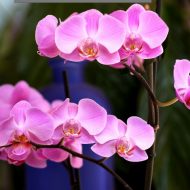 Орхидея Фаленопсис: размножение в домашних условиях