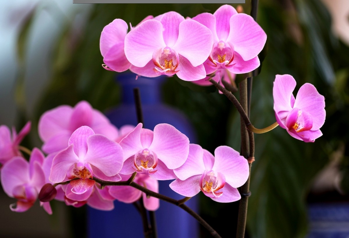 Орхидея Фаленопсис размножение в домашних условиях