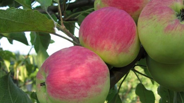 Болезни коры яблони: описание с фотографиями и способы лечения