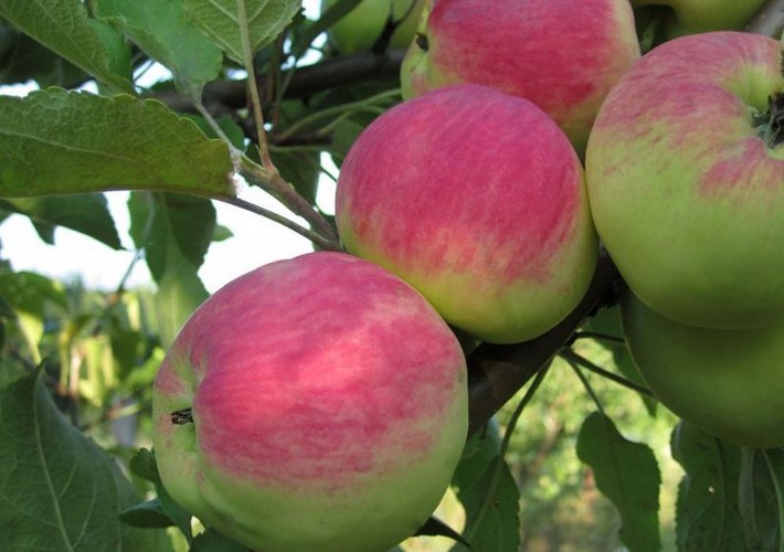 Болезни коры яблони: описание с фотографиями и способы лечения
