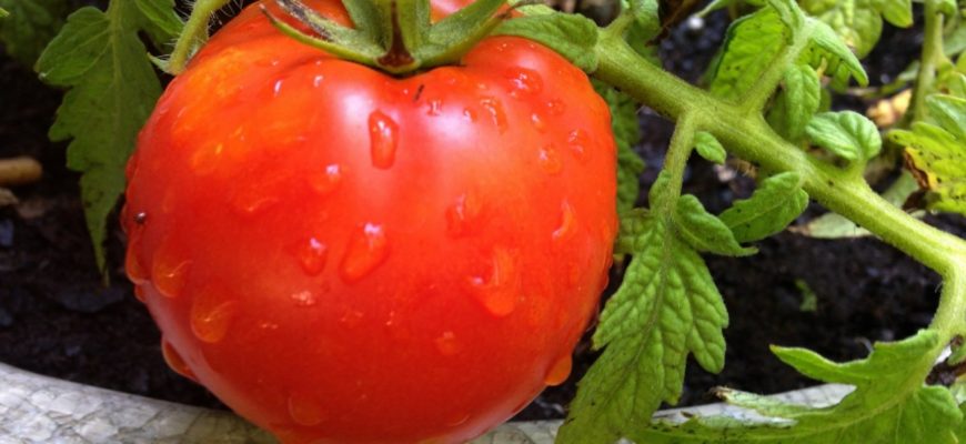 Чем подкормить помидоры в период плодоношения