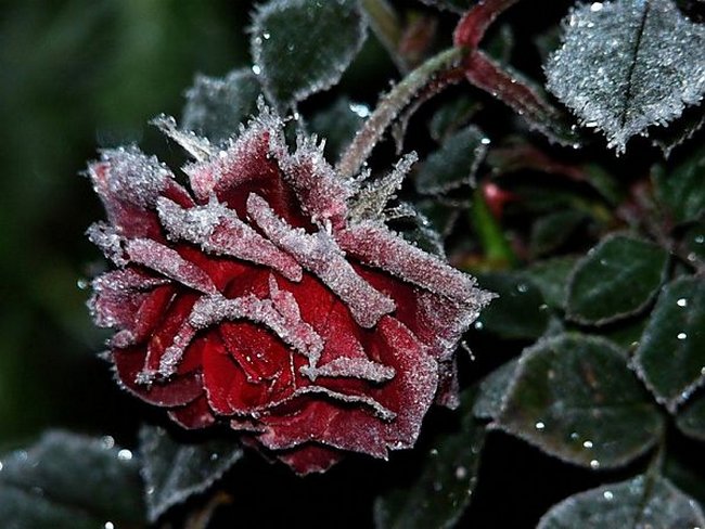 Когда укрывать розы на зиму на Урале