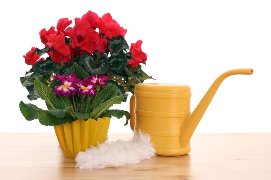 Чем подкормить домашние цветы в домашних условиях
