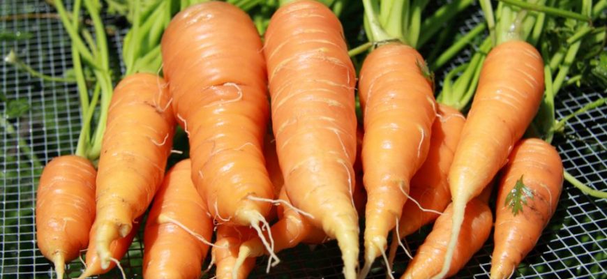 Посадка озимой моркови осенью