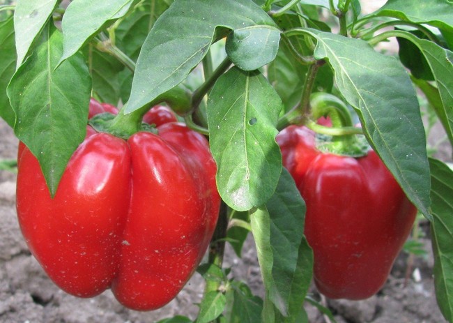 Семена перца болгарского лучшие сорта для открытого грунта