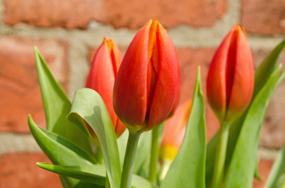 Выгонка тюльпанов к 8 марта в домашних условиях сроки посадки