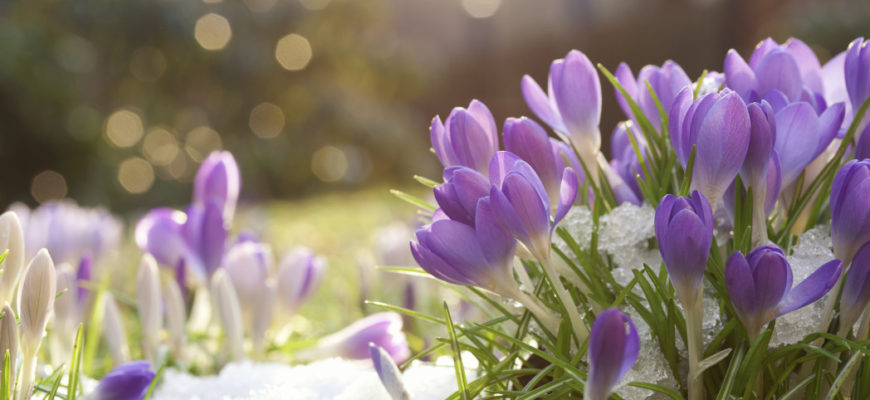 Лунный календарь на март 2019 года садовода и огородника цветовода