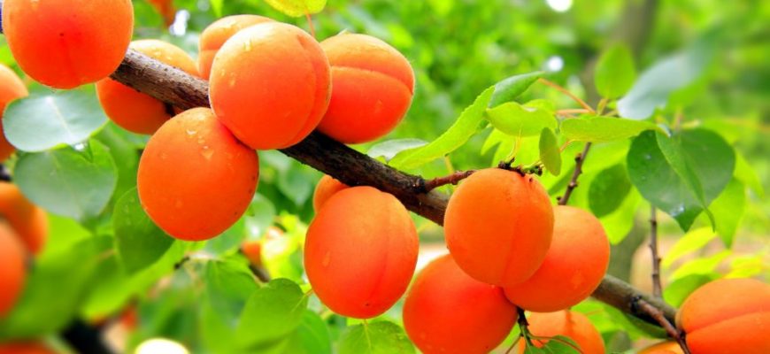 Обрезка абрикоса весной для начинающих в картинках пошагово