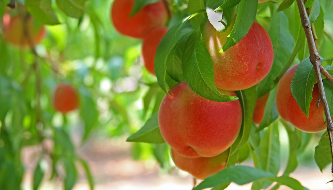 Обрезка персика весной для начинающих в картинках пошагово