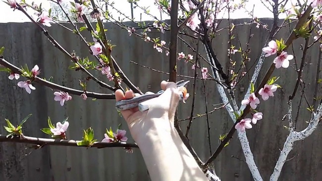 Обрезка персика весной для начинающих в картинках пошагово