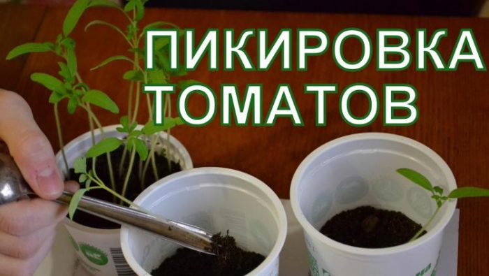 Пикировка томатов в марте 2019 по лунному календарю