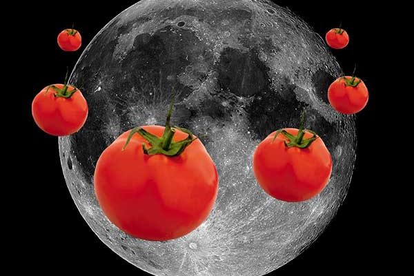 Посадка помидор на рассаду в 2019 году по лунному календарю в марте