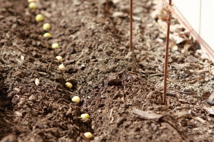Какие семена лука или гороха глубже заделывают в почву и почему