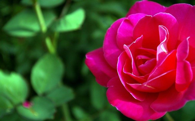 Обработка роз весной от болезней и вредителей ранней весной()