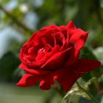 Обработка роз весной от болезней и вредителей ранней весной