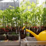 Чем полить рассаду помидор чтобы росли крепкими