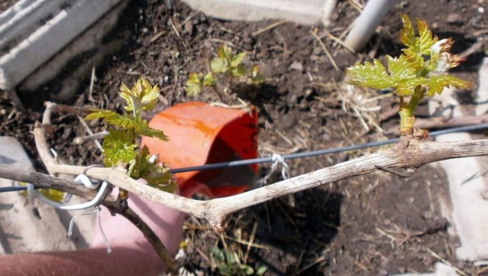 Виноград весной обработка и подкормка