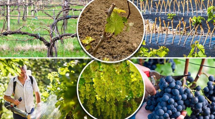 Виноград весной обработка и подкормка