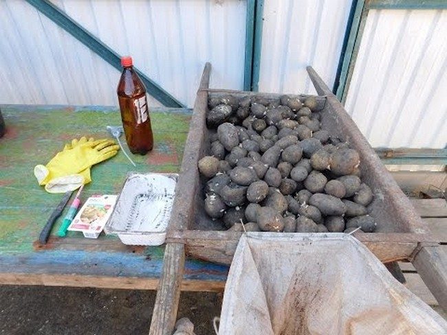 Обработка картофеля перед посадкой от болезней
