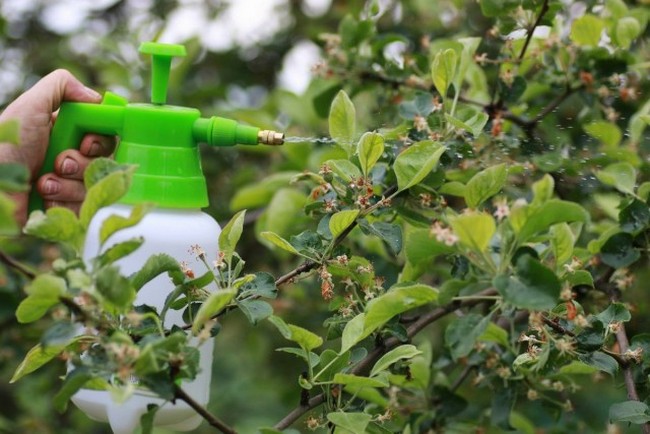 Опрыскивание плодовых деревьев весной от вредителей и болезней