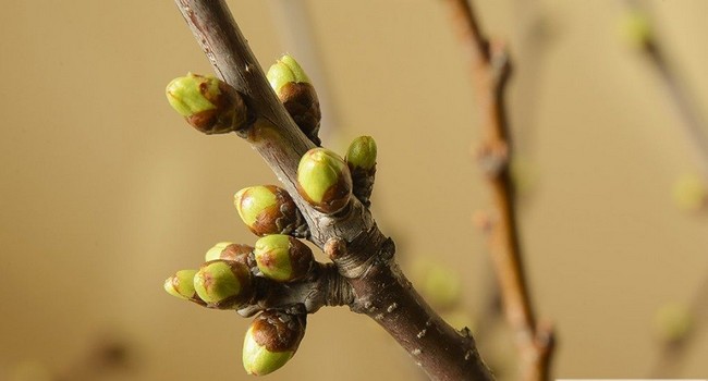 Опрыскивание плодовых деревьев весной от вредителей и болезней