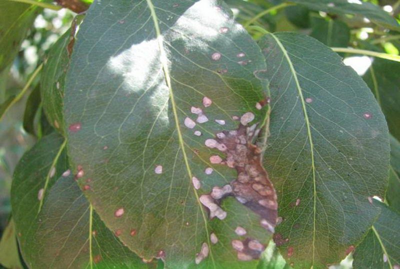 Болезни груши описание с фотографиями на листьях