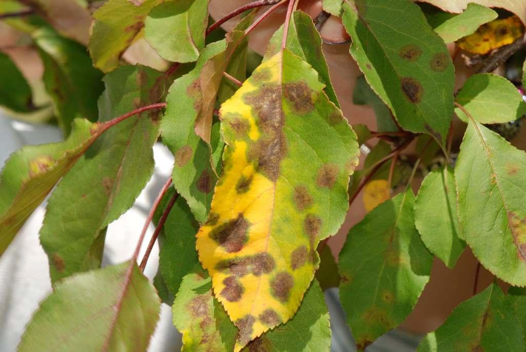 Заболевания плодовых деревьев и борьба с ними с фото как выглядят листья
