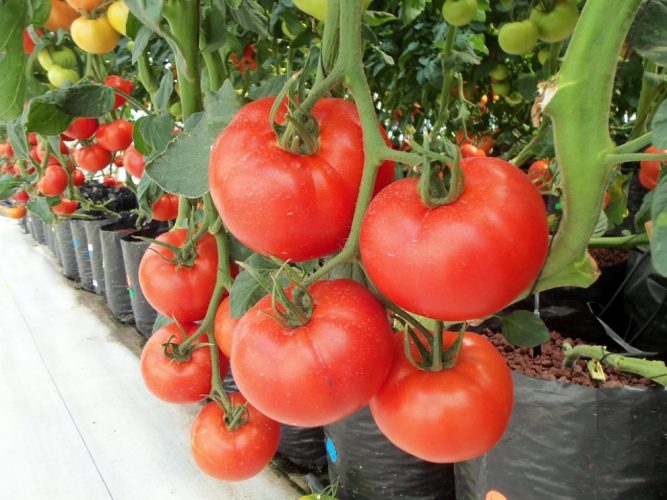 Высадка рассады помидор в открытый грунт в мае 2019